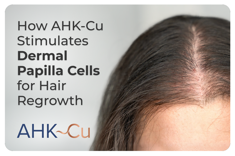 Graphic titled “How AHK-Cu Stimulates Dermal Papilla Cells for Hair Regrowth” featuring a close-up of a scalp and hair part line.